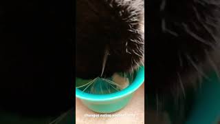 Chungus Eating Yoghurt Asmr
