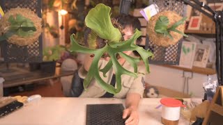Platycerium　ビカクシダ仕立て
