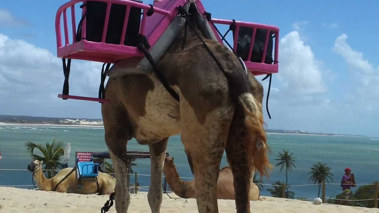 CAMELOS em NATAL, RN. - YouTube
