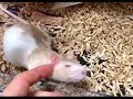 ベタ慣れ 甘える可愛いファンシーラット ／ Cute pet rat is relaxing