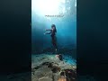 POV: You’re flying over an underwater forest.🌲 | scuba diving place in Indonesia #divng #scubadiving