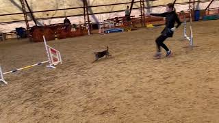'23 01. 07.  Agility training in Kraft | Zepy the border terrier
