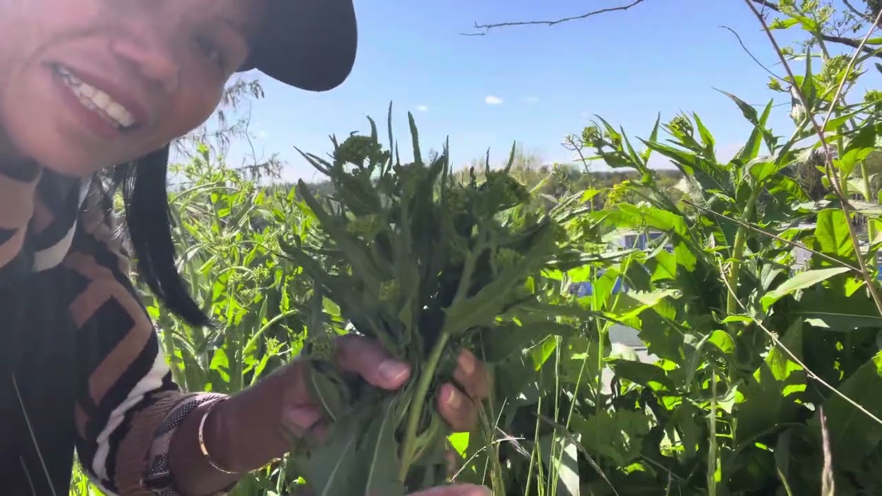 เก็บผักกาดป่าไว้กินกับส้มตำ ผักกาดสนิม ผักป่าสวีเดน