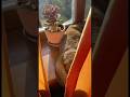 Сюрприз за шторой кошки котики котята приколы юмор Cat Catlovers Fun Funny Cute Сюрприз за шторой кошки котики котята приколы юмор Cat Catlovers Fun Funny Cute