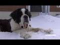 Pas d'Hibernation pour Ours le Saint-Bernard