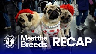 AKC Meet the Breeds® NYC 2026 | Official Recap