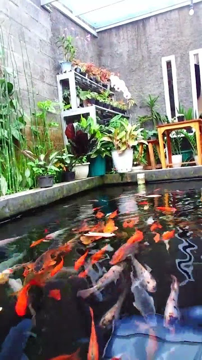 story wa whatsapp #angellikeyou #fypシ #fyp #storywa #youtubeshorts #short short #kolam #taman
