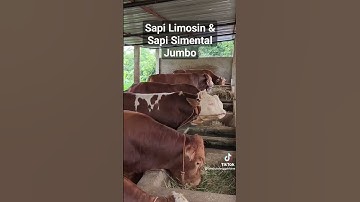 Sapi limosin &  simental jumbo #cattle #peternak #sapi
