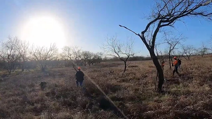 Quail Hunting with German Shorthairs, English Pointer and a Weimaraner   HD 1080p