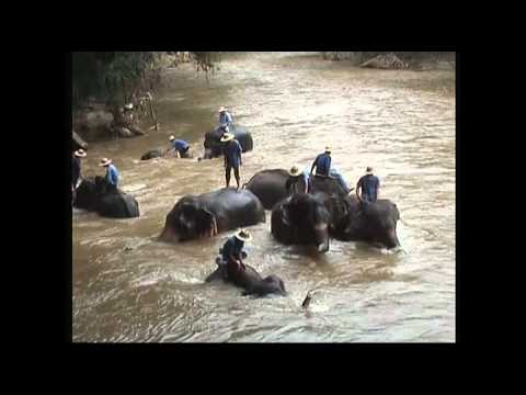 Vidéo: Dormez Avec Des éléphants Dans Les Bulles De La Jungle De Ce Complexe De Luxe En Thaïlande
