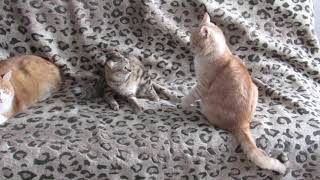 Кошачьи разборки Коты дерутся Коты инвалиды Приколы с котами Кошачьи разборки Коты дерутся Коты инвалиды Приколы с котами