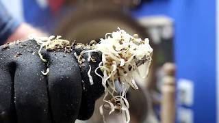 BIG Walnut Wart part  #1