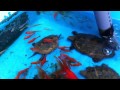 二ホンイシガメ 求愛動画