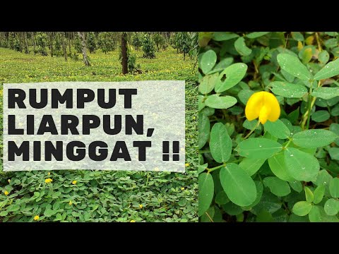 Video: Menumbuhkan Rumput Hias: Pelajari Lebih Lanjut Tentang Rumput Hias Di Perbatasan