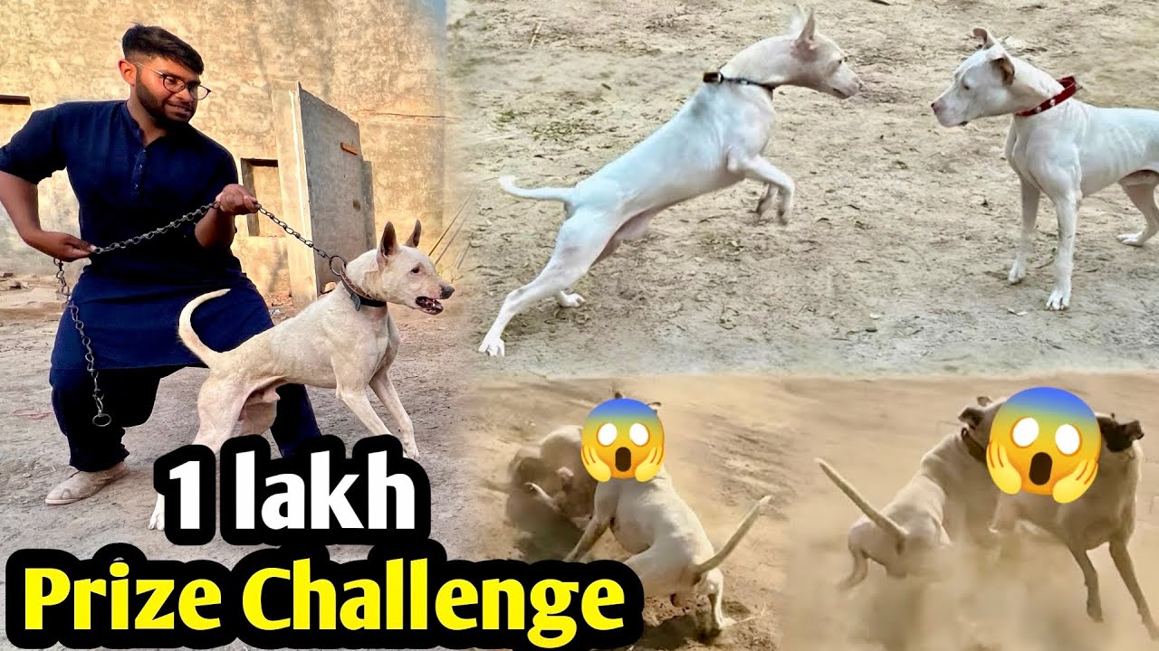 Bully Dog Max Ky Phadda Ky Baad Gabbar Badmash Ka Challenge Agya 😱