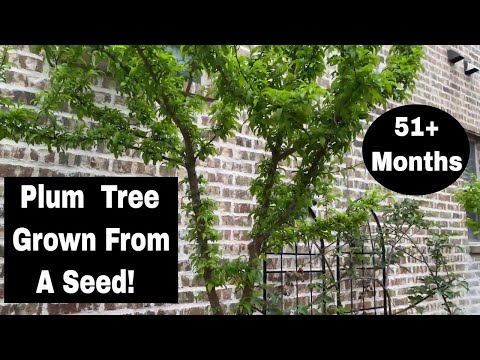 Video: Marjorie's Seedling Plums: Lär dig om Marjorie's Seedling Tree Care