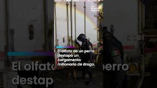 Operation in Mexico City uncovers hidden cargo in egg boxes Operation in Mexico City uncovers hidden cargo in egg boxes