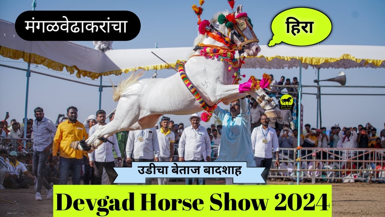 मंगळवेढाकरांचा उडिचा बेताज बादशाह हिरा देवगड हॉर्स शो २०२४