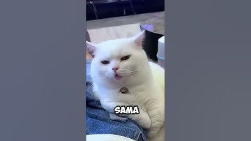 anjing vs robot anjing vs kucing #shorts #trendingshorts #viralshorts