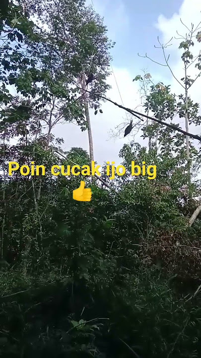 PIKAT PAKAI PENGATIK POIN CUCAK IJO BIG