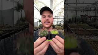 Porque O Seu Cacto Não Cresce?