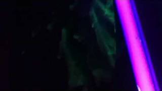 Quick Answer Can You See Sperm With A Uv Light Black Lights