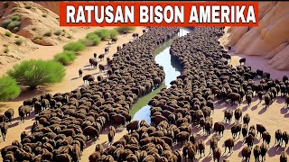 Download Lagu Amerika Utara Melepaskan Ratusan Bison di Lahan Tanpa Rumput; Hasilnya Gila❗ MP3