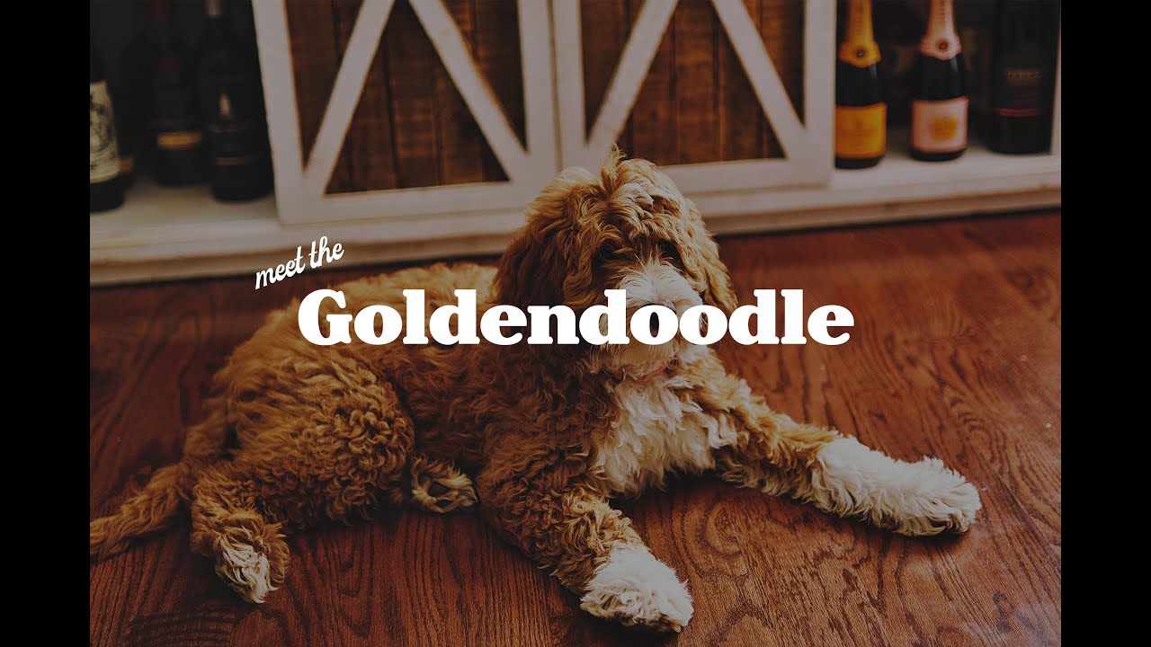 The Goldendoodle and Mini Goldendoodle 