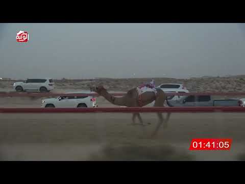 الشوط 2 مياس ل احمد مطر محمد مطر الرميثي 2 14 06 شارة الشيخ طحنون 2025 08 16 فطامين سمحه