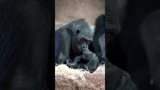 Gorilla Cuddles With Baby Gorilla Kuschelt Mit Baby