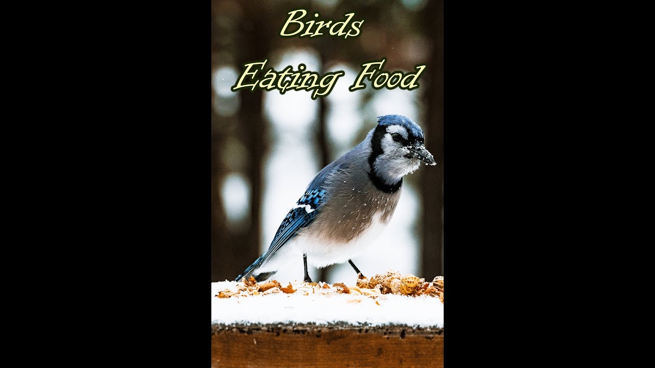 birds eating food video 