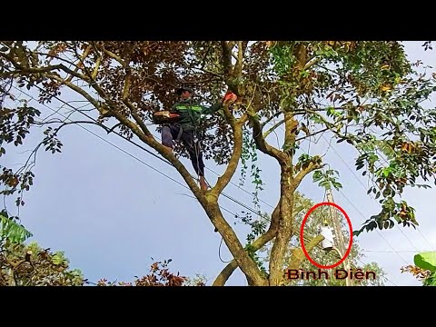Video Cưa Cây Vú Sữa Dưới Đường Dây Điện 3Pha / Sawing... - youtube