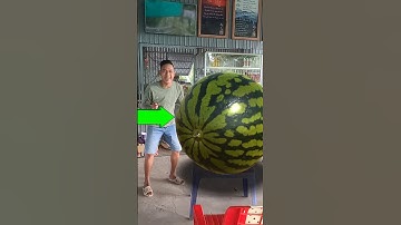 Dưa hấu nhỏ, dưa hấu to, dưa hấu khổng lồ #shorts