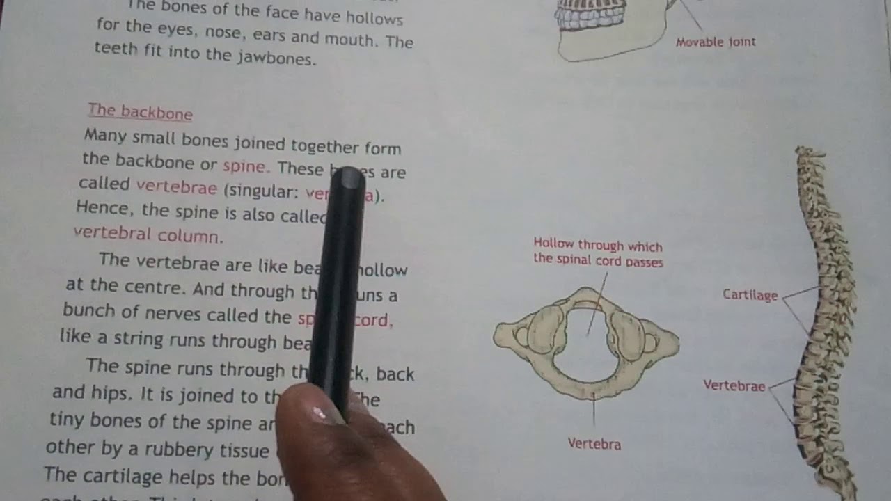 Class 5 science chapter 3 Bones and Muscles (part 2) - YouTube