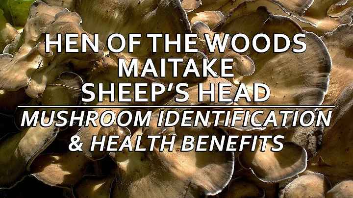 Hen Of The Woods (Maitake, Sheep's Head) Mushroom ...