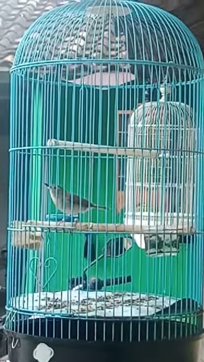 TLEDEKAN JATI NYULING MERDU