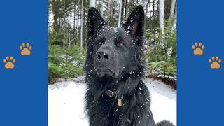 Black German Shepherd Left To Die In Forrest - Rescued After Being Mistaken For A Wolf