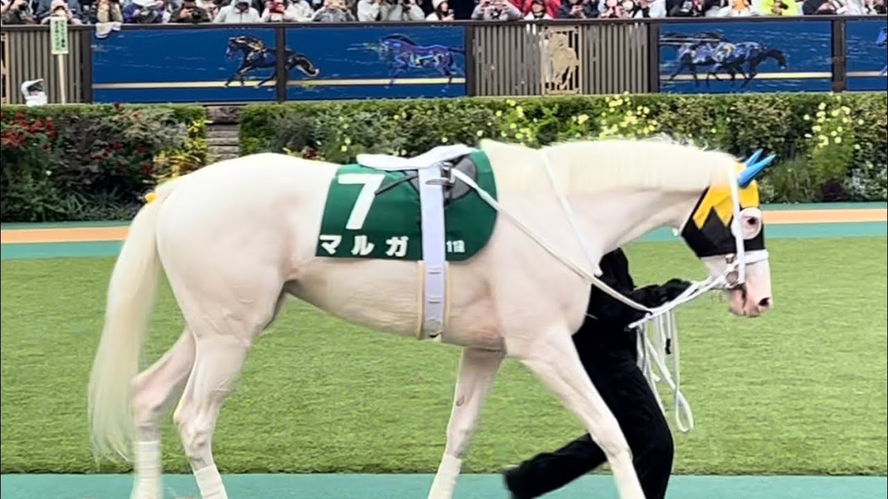 【G3】マルガ パドック 返し馬 アルテミスステークス 東京競馬場 2025年10月25日(土曜) 4回東京8日 11R