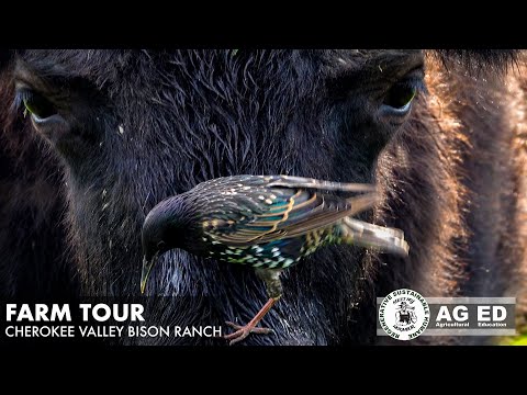 Ranchers are transforming their Cherokee Valley Bison Ranch in Ohio through sustainable practices.