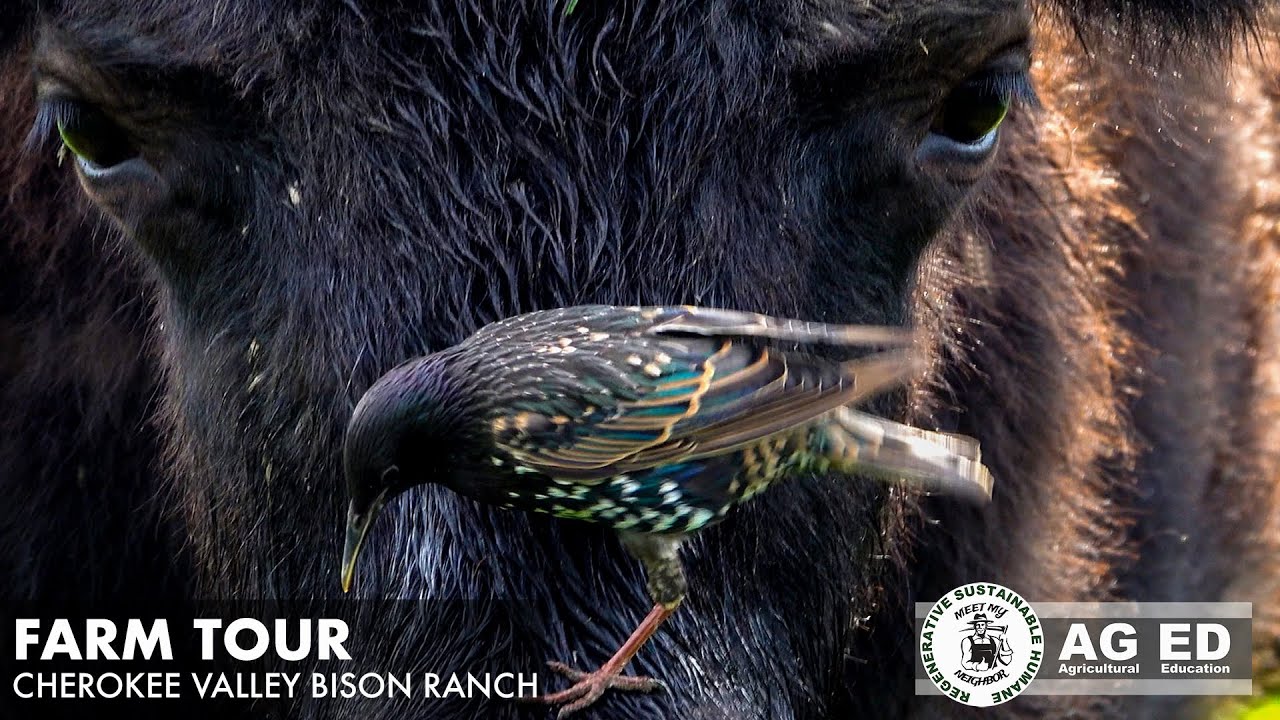 Ranchers are transforming their Cherokee Valley Bison Ranch in Ohio through sustainable practices.