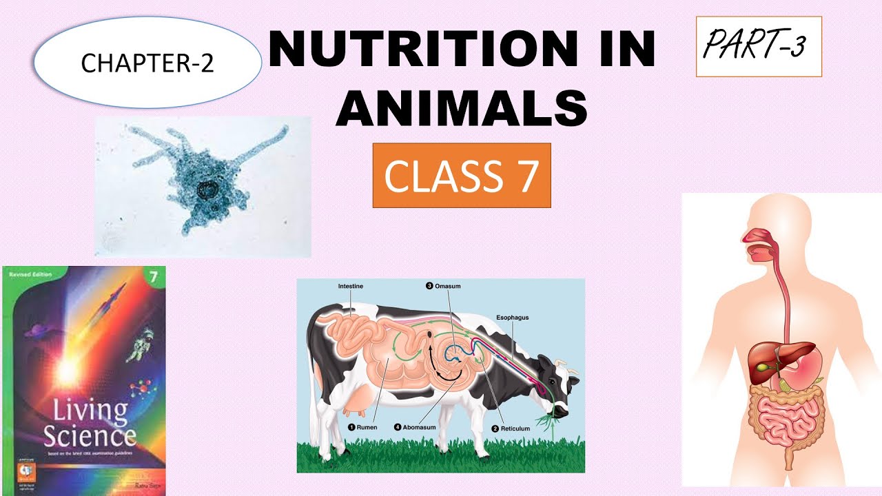 Nutrition In Animals class 7 Living Science Chapter 2 living