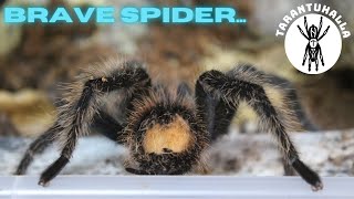 Big Bird-Eater Tarantula Pairing