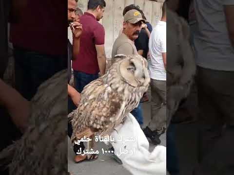 اجمل طائر بالعالم اشترك بالقناة حلمي اوصل ١٠٠٠ مشترك بغداد العراق   