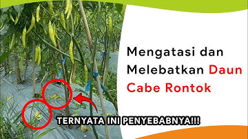 Mengatasi Daun Rontok Masa Bunga dan Buah, Sekaligus Melebatkan
