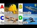 ABC Sea Animals song | Learn Alphabets | English and Animals for Kids | #anglerfish