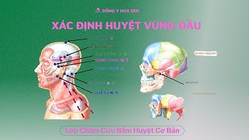 Bài Giảng Xác Định Các Huyệt Vùng Đầu - Học Bấm Huyệt