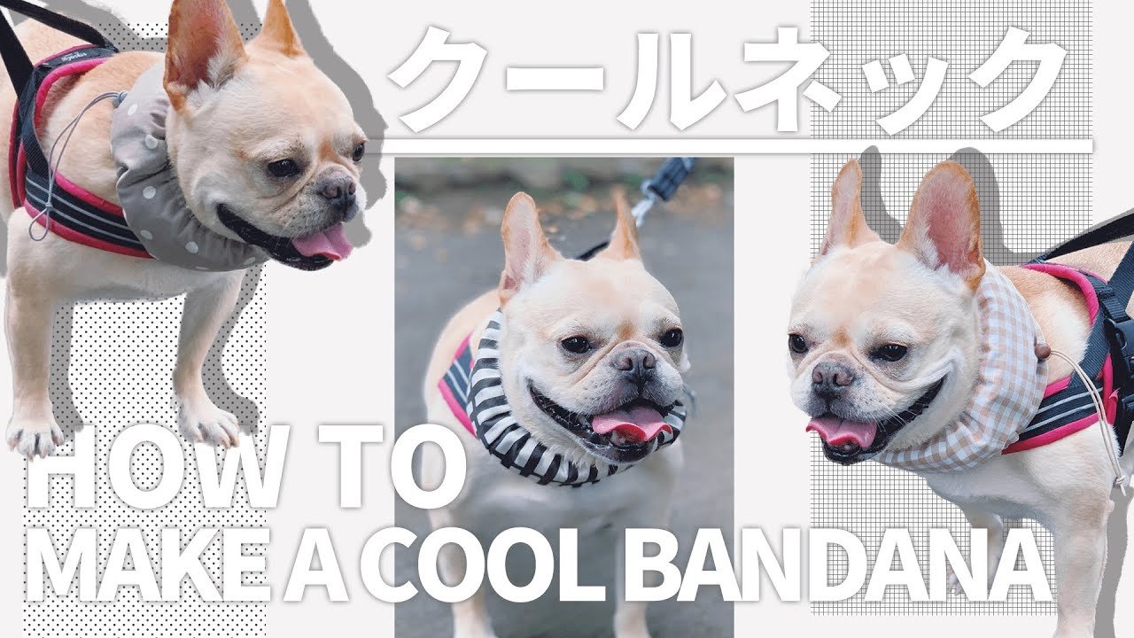 クールネックを作ってみた！【フレンチブルドッグのクールネック】【HOW TO MAKE A COOL BANDANA】