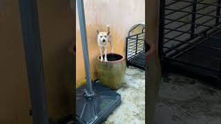 💦The Weather Is So Hot That Take A Bath In The Water Tank #Cute #Pets #Funny #Animals #Dog #Shorts