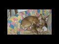 Nascimento de cachorro pinscher