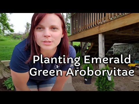 Planting Emerald Green Arborvitae | The Mythical Mom
